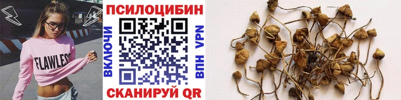 где купить   Емва  Псилоцибиновые грибы Cubensis 